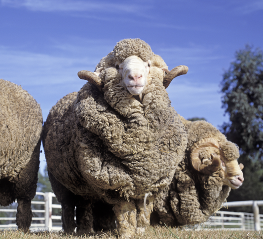 What is Merino Wool?